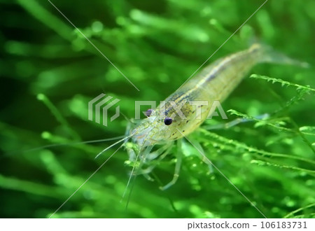 Yamato shrimp Yamato shrimp 106183731