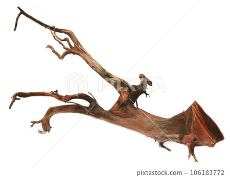 Bog wood 106183772