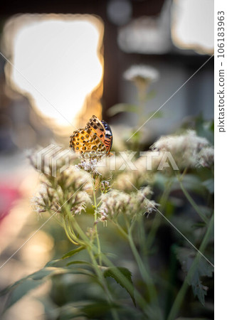 弘道寺和行願寺的秋天，在等待栗虎蝶的藤蓑祭境內，一隻黑翅貝母飛向了藤蓑。 106183963