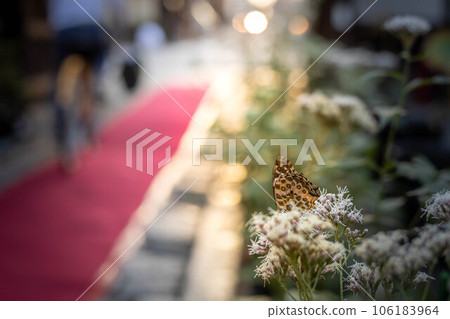 In the fall of Kodo and Gyōganji Temple, in the precincts of the Fujibakama Festival waiting for chestnut tiger butterflies, a black-winged fritillary flitted to Fujibakama. 106183964