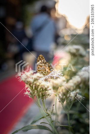 弘道寺和行願寺的秋天,在等待栗虎蝶的藤蓑祭境內,一隻黑翅貝母飛向了藤蓑。 弘道寺和行願寺的秋天,在等待栗虎蝶的藤蓑祭境內,一隻黑翅貝母飛向了藤蓑。 106183965