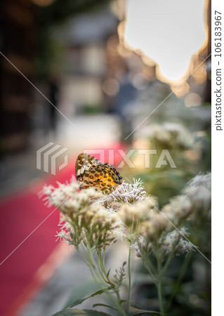 In the fall of Kodo and Gyōganji Temple, in the precincts of the Fujibakama Festival waiting for chestnut tiger butterflies, a black-winged fritillary flitted to Fujibakama. In the fall of Kodo and Gyōganji Temple, in the precincts of the Fujibakama Festival waiting for chestnut tiger butterflies, a black-winged fritillary flitted to Fujibakama. 106183967