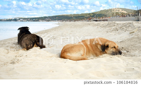 Two stray dogs sleeping on the warm sand of sea beach. 106184816