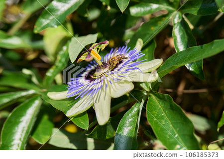 Passiflora blue plant, flowers close-up, decorative landscaping 106185373