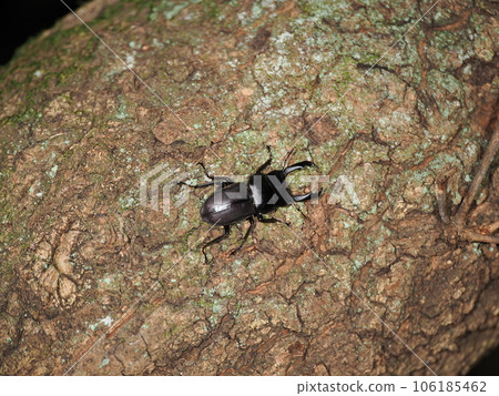 Insect stag beetle that gathers in tree sap 106185462
