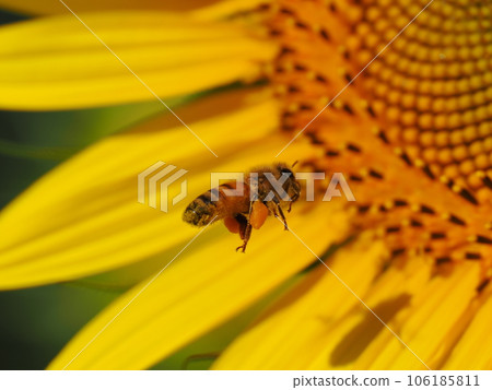 蜜蜂從向日葵和花粉球中吸取花蜜 蜜蜂從向日葵和花粉球中吸取花蜜 106185811
