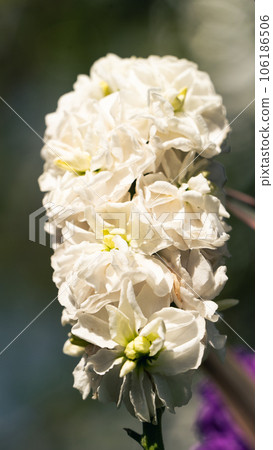  白花 106186506