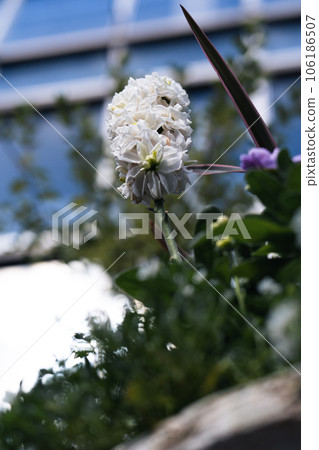 低角度拍攝的白花 106186507