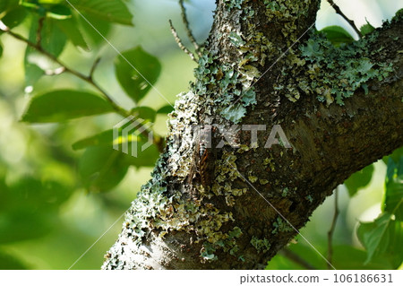 Semi stopping in trees 106186631