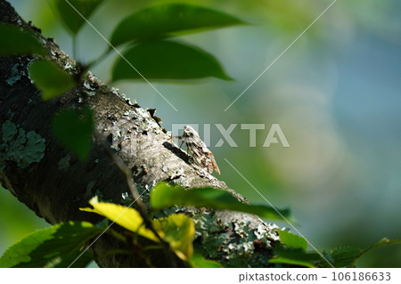 Semi stopping in trees 106186633