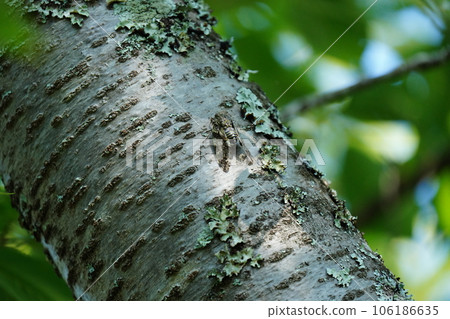 Semi stopping in trees 106186635