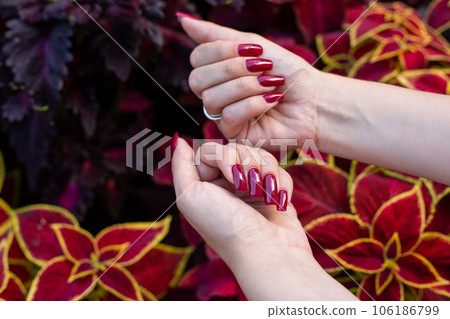 Girl's hands show her new red cherry manicure on long nails against the background of red coleus flowers 106186799