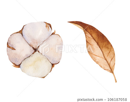 Set of vector illustrations of cotton buds and dry leaves. Isolated cliparts. Realistic botanical composition. Wedding invitation,Holiday Winter Set, New Year clipart, decorations, Greeting card 106187058