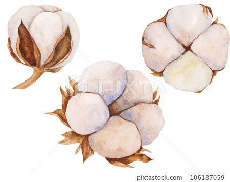 Set of vector illustrations of cotton buds and dry leaves. Isolated cliparts. Realistic botanical composition. Wedding invitation,Holiday Winter Set, New Year clipart, decorations, Greeting card 106187059