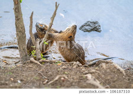 river rats are playing on the river shore river rats are playing on the river shore 106187310