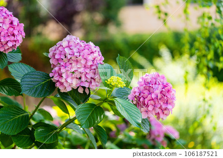 Hydrangea flower, Hydrangea macrophylla, or Hortensia flower with green stem and foliage blooming in spring and summer Hydrangea flower, Hydrangea macrophylla, or Hortensia flower with green stem and foliage blooming in spring and summer 106187521