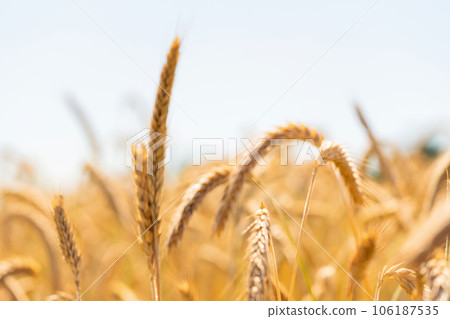 Rye field on sunny day, closeup. Close up of rye ears, field of rye 106187535