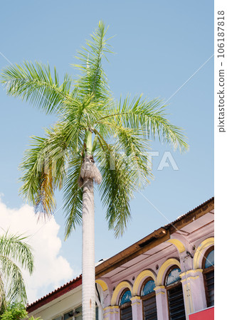 Georgetown traditional malaysian house and palm tree in Penang, Malaysia 106187818