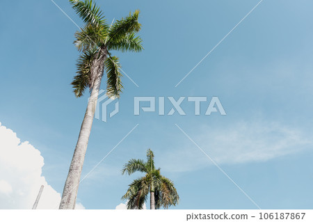Palm tree and blue sky at Georgetown in Penang, Malaysia 106187867