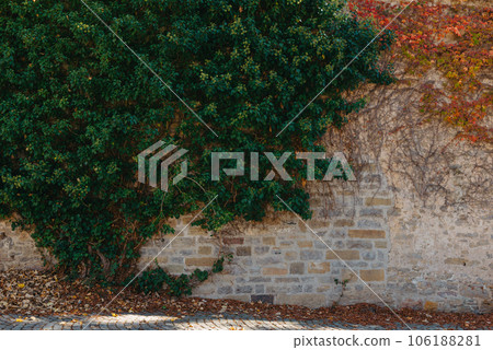 Green Vegetation On An Old Brick Wall. Ivy Beautiful Shape. Grungy Brick Wall Overgrown By Ivy Warm Tint. Brick Wall With Beautiful Green Ivy Foliage On The Side 106188281