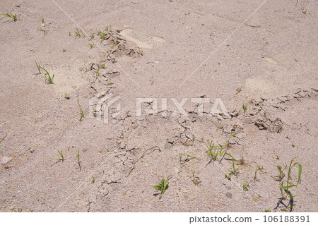 痣的痕跡 106188391