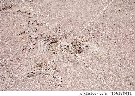 痣的痕跡 106188411