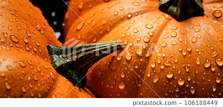 Pumpkin harvesting, banner with pumpkins and water drops. High quality photo Pumpkin harvesting, banner with pumpkins and water drops. High quality photo 106188449