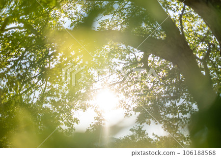 陽光透過樹林灑滿的公園 106188568