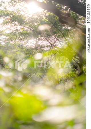 陽光透過樹林灑滿的公園 106188569