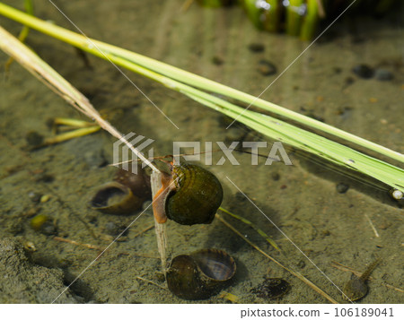 A jumbo snail walking energetically in a rice field A jumbo snail walking energetically in a rice field 106189041