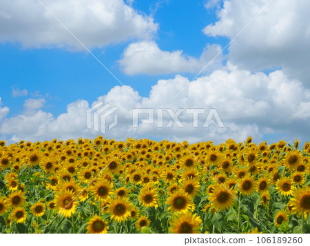新潟縣阿賀野市阿賀野川花旗公園內的向日葵田 106189260
