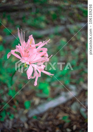 粉紅甲蟲 粉紅甲蟲 106189298