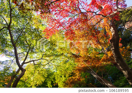 東京港區深秋的芝公園紅葉谷 東京港區深秋的芝公園紅葉谷 106189595