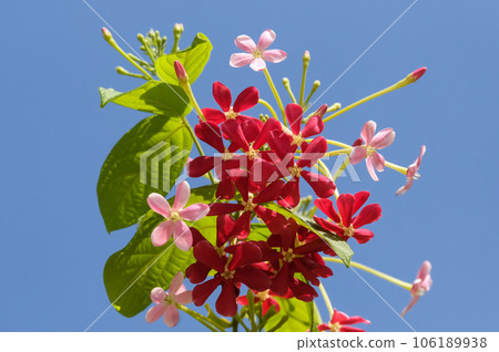 Combretum indicum (lat. - Combretum indicum) or Quisqualis indicum 106189938