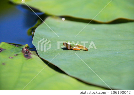 Tree frog Tree frog 106190042