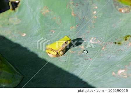 Tree frog 106190056