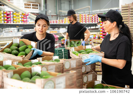 Ordinary women and man packing avocado 106190742