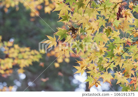 Mountain trees dyed in red and yellow autumn colors 106191375