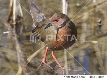 紅胸田雞 106191804