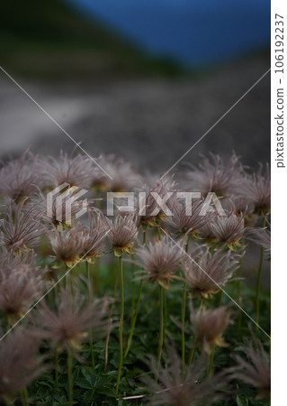 Thingruma fluff fluttering in the wind Thingruma fluff fluttering in the wind 106192237