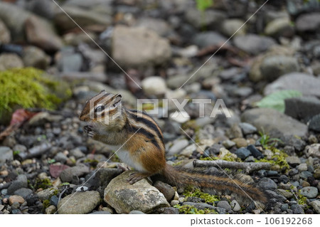 A cute chipmunk with five stripes on its back 106192268