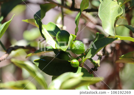 Kumquat fruit (unripe fruit) 106192269