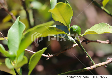 金橘果實（未成熟的果實） 106192270