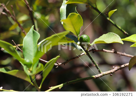 金橘果實（未成熟的果實） 106192271