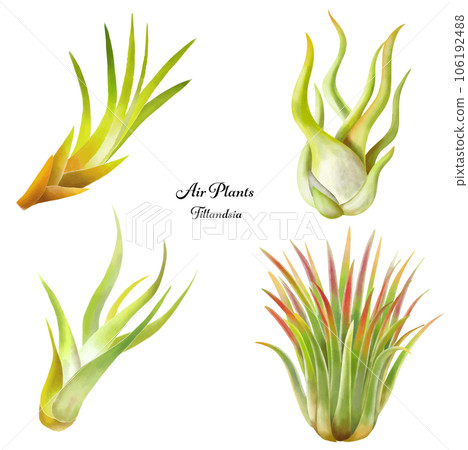 Illustration set of air plants Illustration set of air plants 106192488