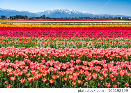 入禪花道2023 富山縣入禪町北阿爾卑斯的鬱金香花田和殘雪 入禪花道2023 富山縣入禪町北阿爾卑斯的鬱金香花田和殘雪 106192599