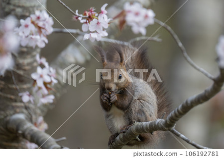 Ezo squirrel eating under the cherry tree 106192781