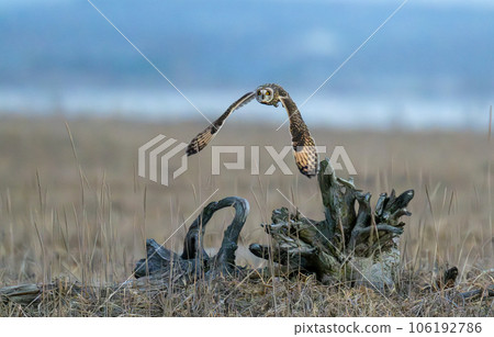 A short-eared owl takes off from an old tree A short-eared owl takes off from an old tree 106192786