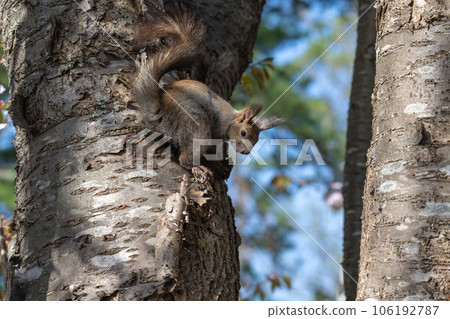A squirrel playing on a tree A squirrel playing on a tree 106192787