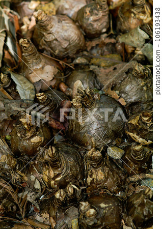 amaryllis bulb 106193438